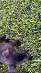 شاهد كلاب الكان كورسو اقتحمت حديقة المنزل