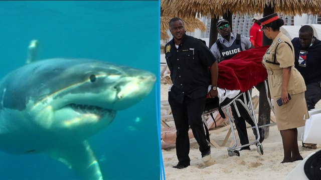 Une touriste de 44 ans tuée par un requin alors qu’elle faisait du paddle aux Bahamas