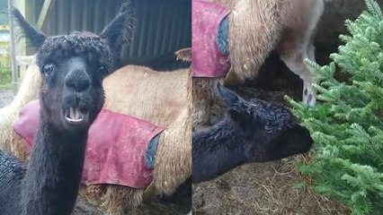 Alpacas Chomp on Christmas Trees: The Perfect Holiday Treat