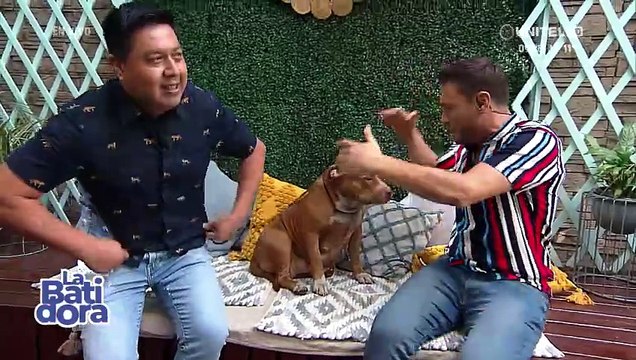 ¡Atención! Estos son los cuidados que debe tener una perrita que está “embarazada” 