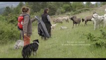 Chiens de protection des troupeaux - randonner avec son chien de compagnie ou en famille