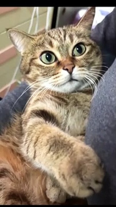 Pet Animals