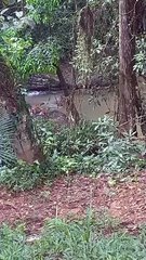 Cervo exótico da Índia é flagrado em Ibirama e encanta moradora