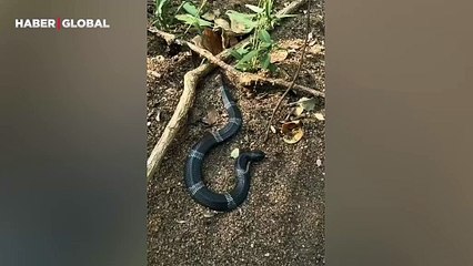 Ormanın derinliklerinde görüntülendi: Bu yılanın ne yaptığı asla anlaşılamadı