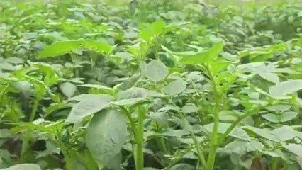 धौलपुर: मावठ से किसानों को मिली राहत, रवि की फसल मे बरसात से माना जा रहा है काफी फायदा