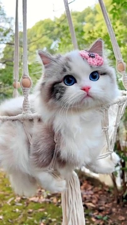 pet animals