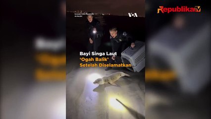 Gemas, Tingkah Bayi Singa Laut Ogah Balik ke Laut Usai Diselamatkan