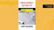 Huvittava video: koira ja kissa kilpailevat siitä, kumpi matkii Neymaria paremmin