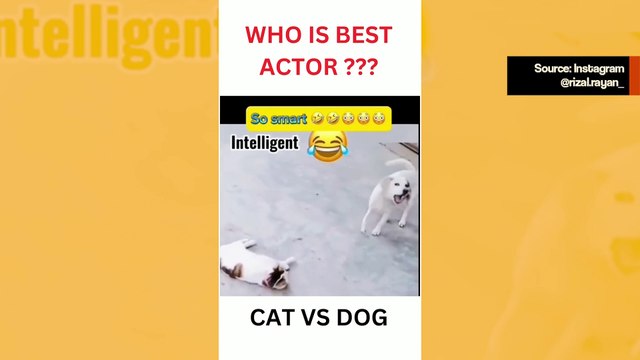 Huvittava video: koira ja kissa kilpailevat siitä, kumpi matkii Neymaria paremmin