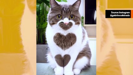 Söpö video: tuskin löydät rakastavampaa kissaa kuin tämä