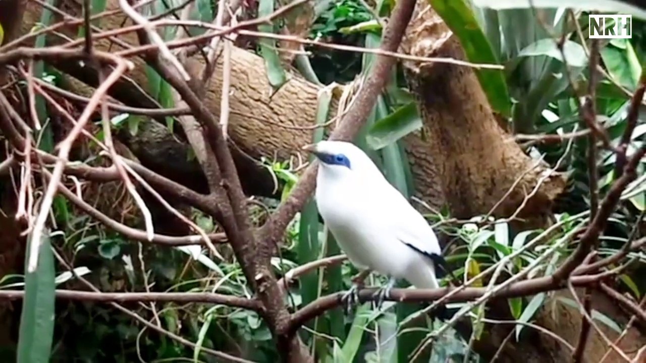 Natural relaxation with most beautiful nature, birds, flowers, waterfalls, natural beauty, swans, landscapes, seascapes, colourful fishes in cristal water, water waves & mind blowing music.