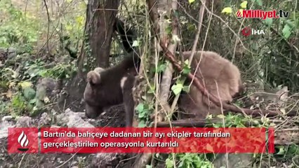 Bahçeye dadanan ayı tellere takıldı