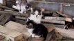 Il découvre six chatons sous un porche : une jeune femme fait son possible pour les aider à trouver une famille