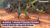 Protes Jalan Rusak, Warga Tanam Pohon Pisang dan Padi di Lebak