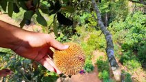 Picking and Eating Wild Jackfruit