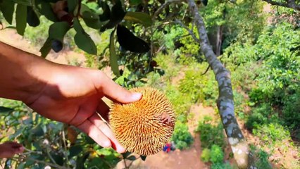 Picking and Eating Wild Jackfruit