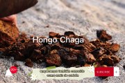 Hongo Chaga Propiedades y Efectos