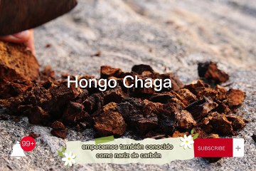 Hongo Chaga Propiedades y Efectos