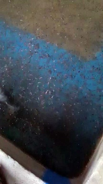 Budidaya ikan lele di kolam TERTUTUP, lancar jaya dengan NITROBACTER