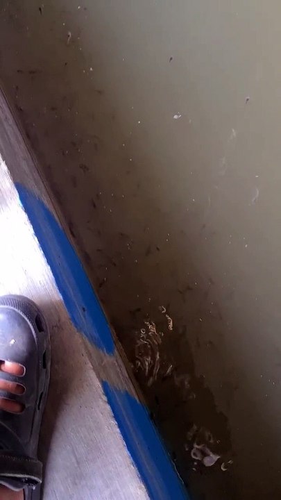 Ikan lele menggantung saat pagi hari itu wajar, setelah diberi makan juga akan stabil lagi