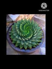 نباتات زينه وصباريات وعصاريات نادره