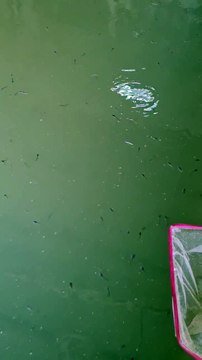 Baru tebar, bibit lele akan adaptasi kurang lebih 3 hari