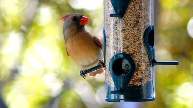 14 Things You Should Never Put in Bird Feeders, According to Experts