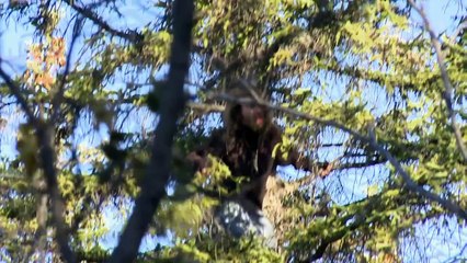 ID DISCOVERY - A GRANDE FAMÍLIA DO ALASCA IRMÃOS LOBO - T1 EP2