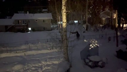 Great Danes Befriend Wild Moose