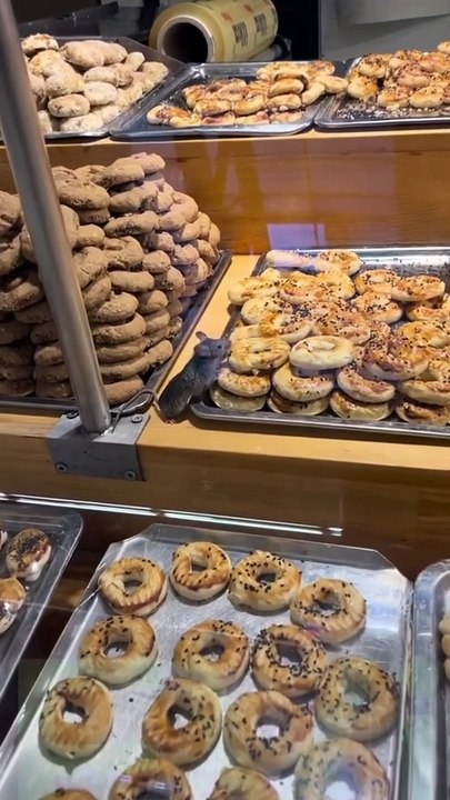 Rat Eating Cookies In A Patisserie