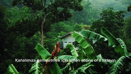 Peaceful Meditation and Sleep with the Embracing Sound of Rain - Leave Stress and Insomnia Behind!