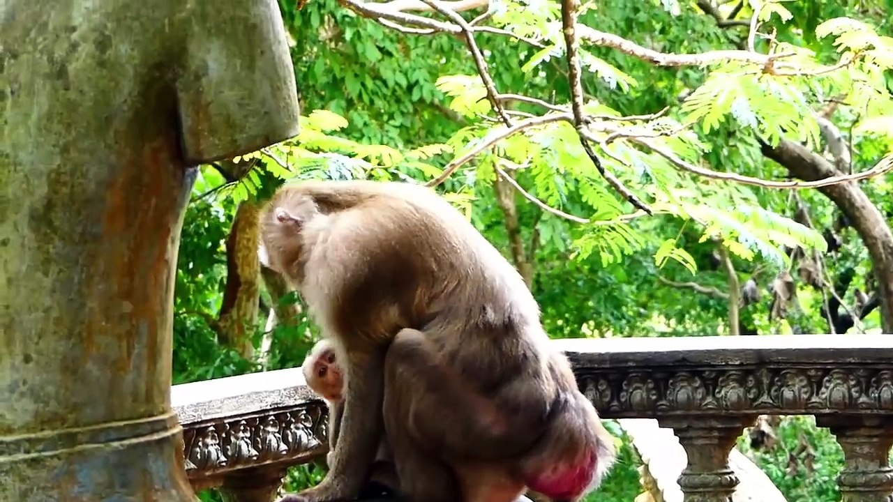 Little baby monkey Pedro is pulled head tightly by Saro monkey, Pedro try to move out harder (720p_25fps_H264-192kbit_AAC)