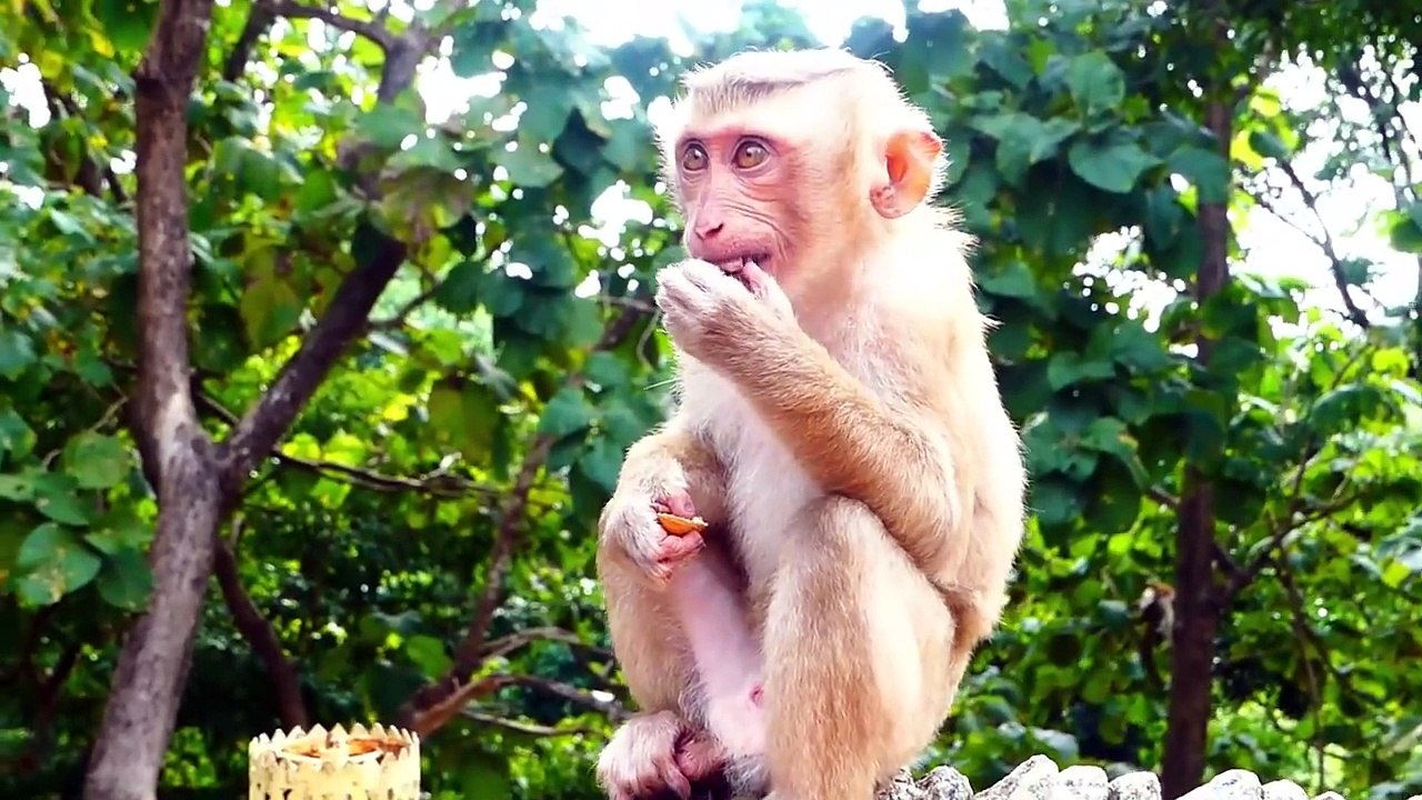 Little baby ROCKSTAR run rapidly to hug cameraman, Rockstar gets scared of teenaged monkey coming (720p_25fps_H264-192kbit_AAC)