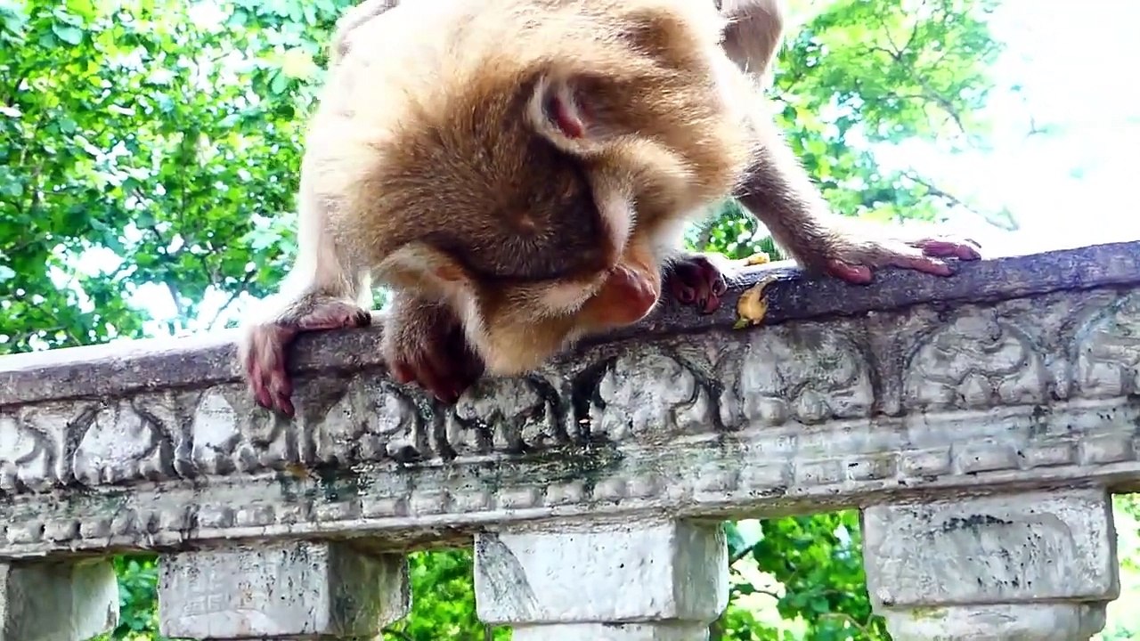 Little Charming Boy MONACO Dropping Tired Nearly Touching The Ground, Baby Try To Suck Milk Harder (720p_25fps_H264-192kbit_AAC)