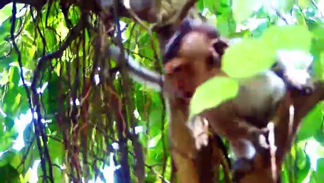 Little Baby Walking On The Tree To Look For Mother, Charlina Mom Lost Baby (720p_25fps_H264-192kbit_AAC)