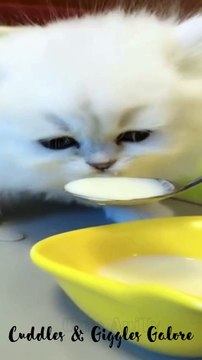 Cuddles & Giggles Galore