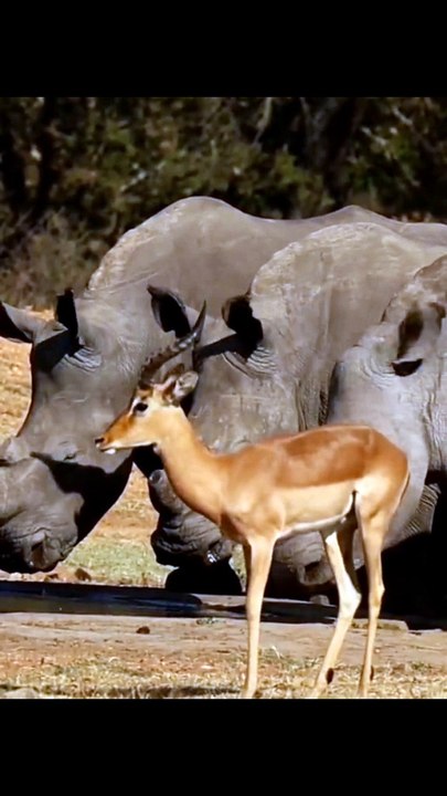 The deer dances for the rhinoceros