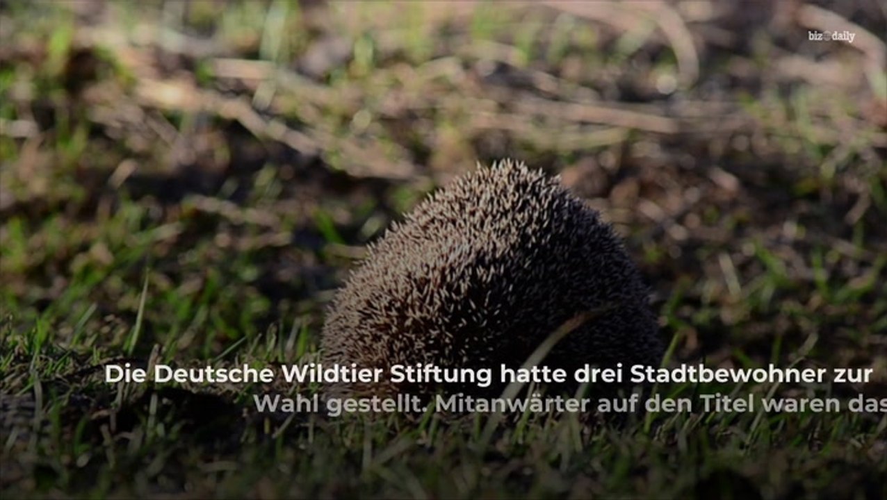 Jetzt bekanntgegeben: Das ist das Tier des Jahres 2024