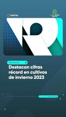 Destacan cifras récord en cultivos de invierno 2023