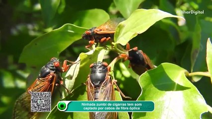 Ninhada zumbi de cigarras tem som captado por cabos de fibra óptica