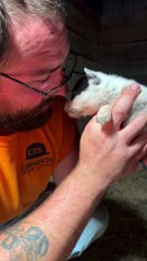 Feisty 3-Week-Old Heeler Puppy Has a Lot to Say