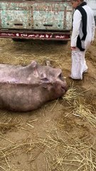 الفصيح الصغير لا جاموسه رجلها مكسوره في سوق الزقازيق