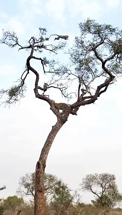 Leopard and Monkey