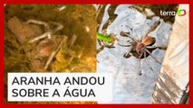 Influenciador é surpreendido por aranha 'mergulhadora' antes de pescaria