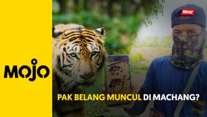 Harimau Belang baham lembu di Machang