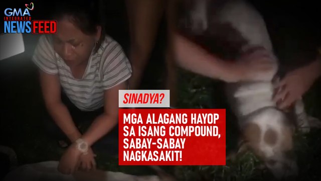 Sinadya? Mga alagang hayop sa isang compound, sabay-sabay nagkasakit! | GMA Integrated Newsfeed