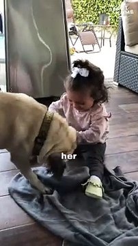 Daughter vs. Dog in Heartsome Tug-of-War Fun! || #heartsome #dog #toddlers