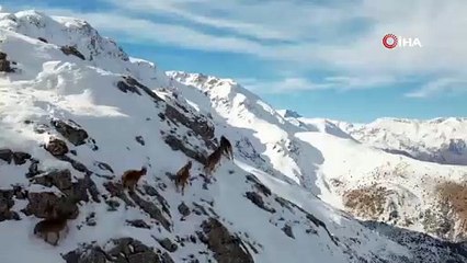 Munzur Dağı'nda çekildi! Bu görüntüler belgeselleri aratmadı
