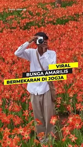 VIRAL! Bunga Amarilis Bermekaran Di Jogja