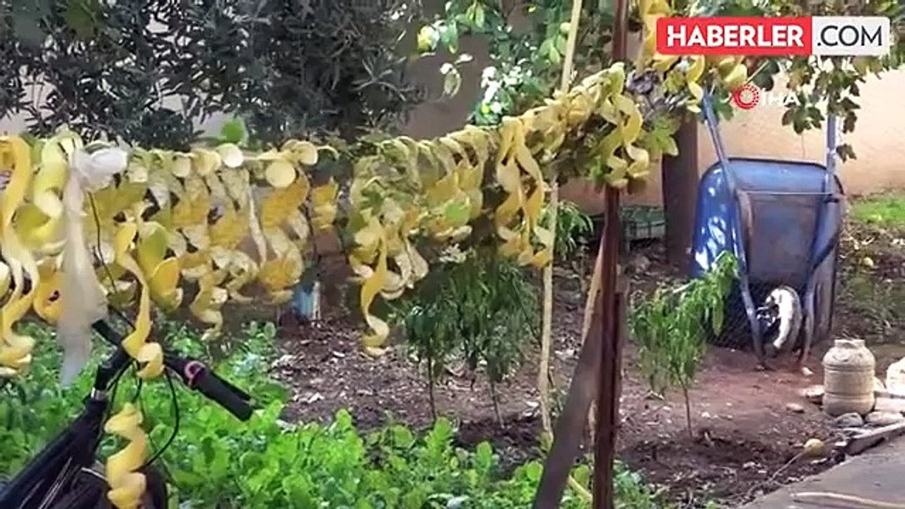 Kozan'da Limon Kabuğu Krizi: Kilosu 30 Kuruşa Düşen Limonun Kabuğu 17 Liradan Satılıyor